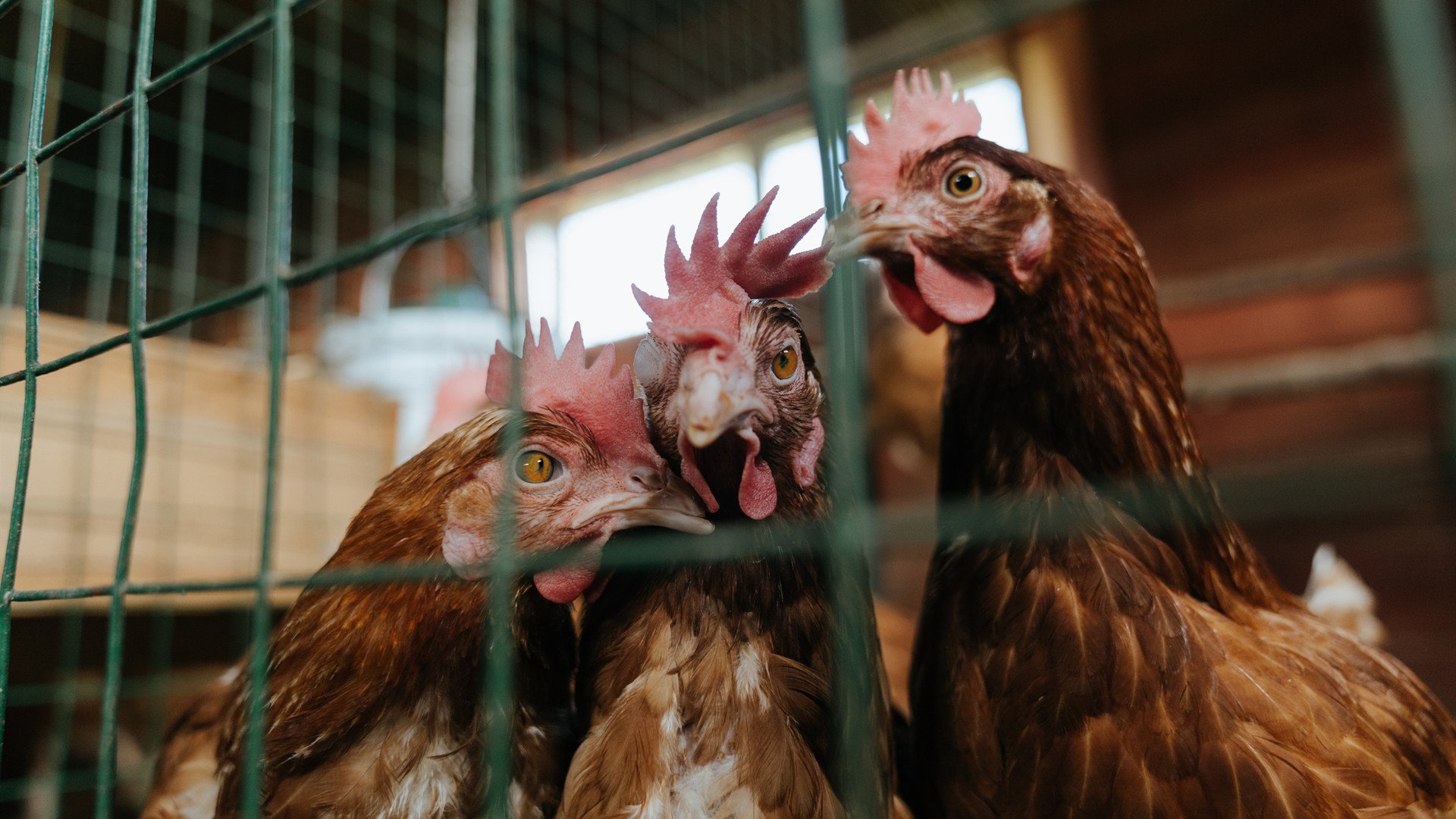 当颠覆成为秩序，从马里奇迹到斯通斯预言