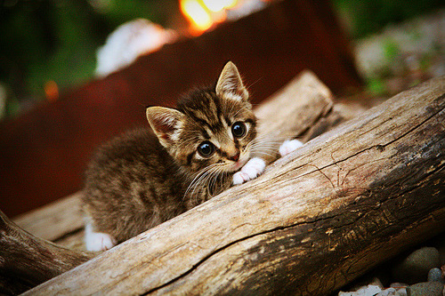 血战与圣歌,霍勒迪那不合理的生涯之夜