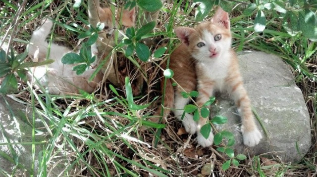 经济领域的国家德比,中国为何能收割希腊的港口