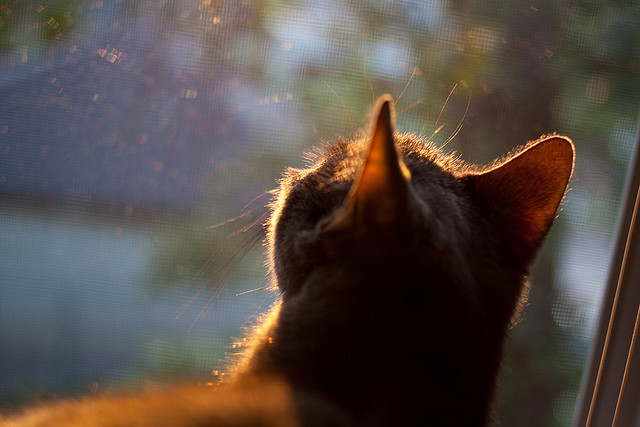 冷血杀手!爱德华兹轰碎广厦防线,力压胡金秋完成灰熊式逆袭