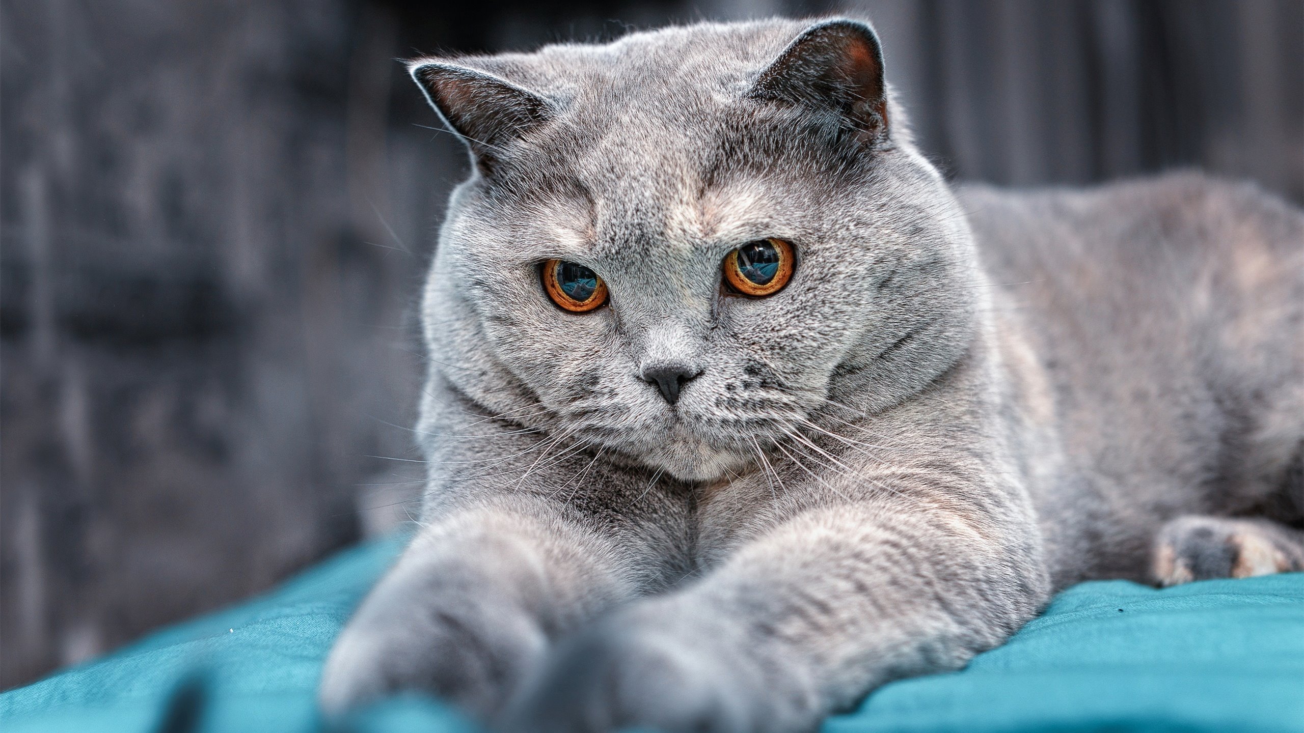 东方爆点与白色霸权，当李刚仁的星光照亮皇马的乌克兰征程