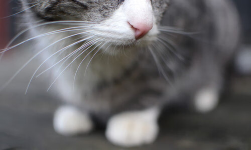 班凯罗进攻端如入无人之境，尼克斯主场狂胜火箭